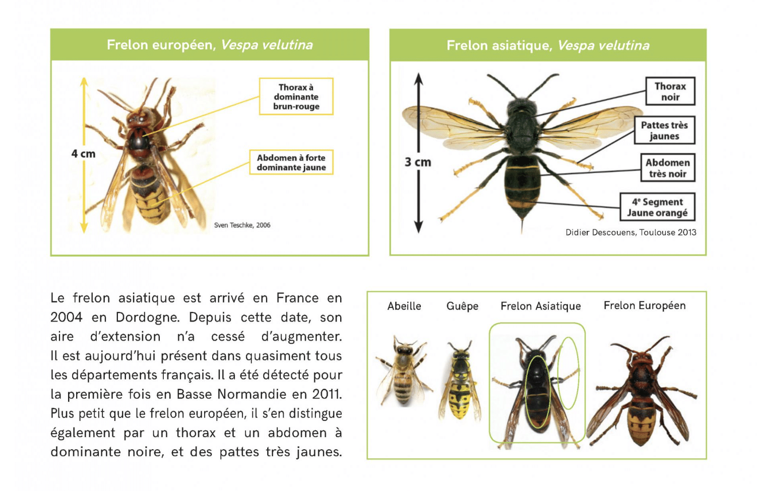Frelon Asiatique