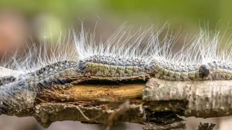 Chenille Processionnaire
